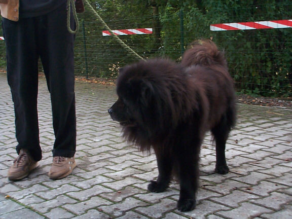 Der Chow Chow