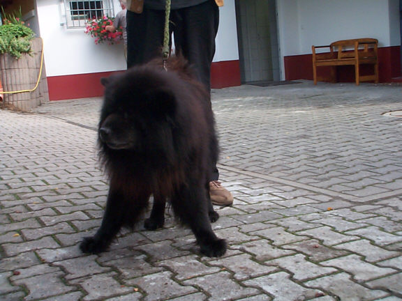 Der Chow Chow