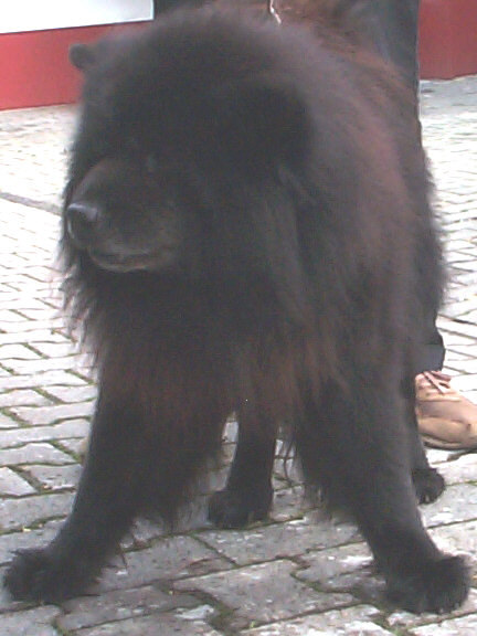 Der Chow Chow