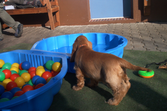 Cocker Spaniel