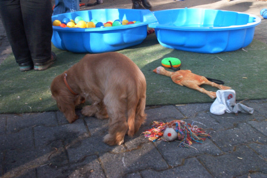 Cocker Spaniel