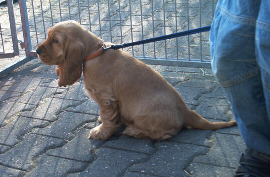 Cocker Spaniel