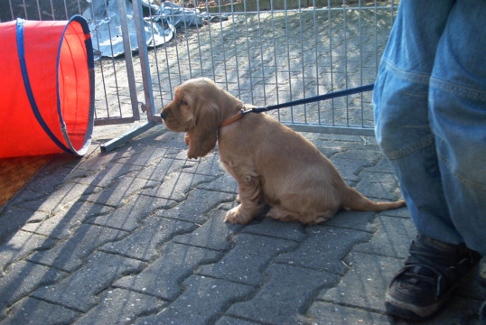 Cocker Spaniel