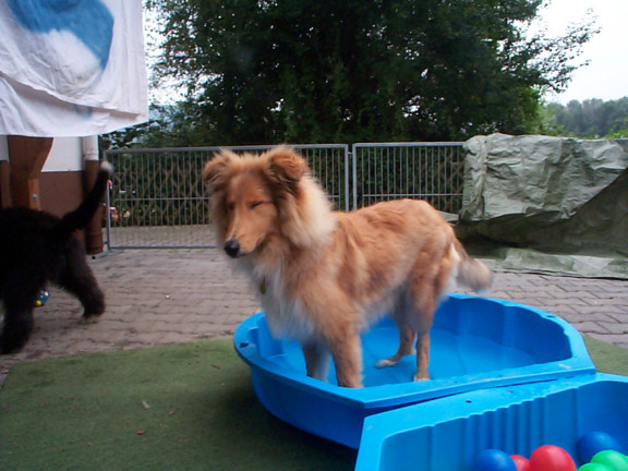 Rough Collie