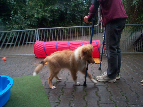 Rough Collie