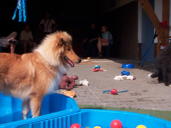 Rough Collie