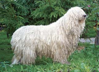 Der Komondor