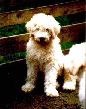 Der Komondor