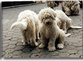 Der Komondor