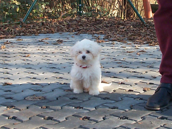 Der Coton de Tulear