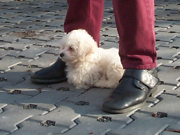 Der Coton de Tulear