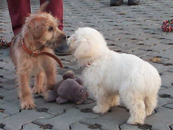 Der Coton de Tulear
