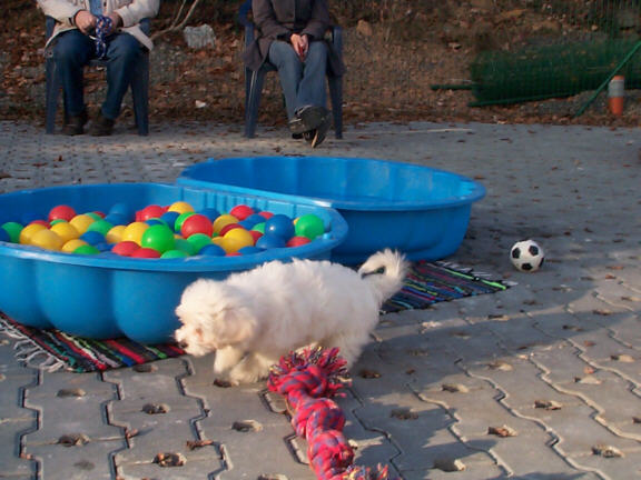 Der Coton de Tulear