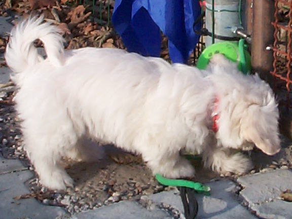 Der Coton de Tulear
