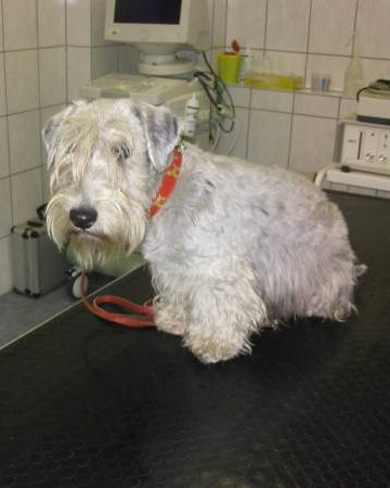 Der Czesky Terrier