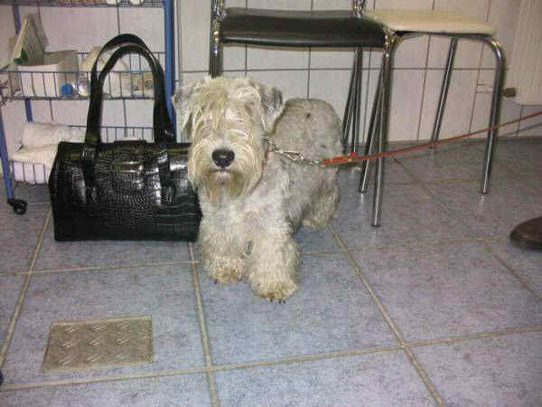 Der Czesky Terrier