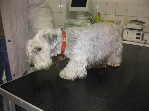 Der Czesky Terrier