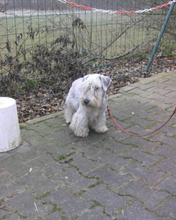 Der Czesky Terrier