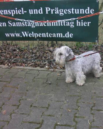 Der Czesky Terrier
