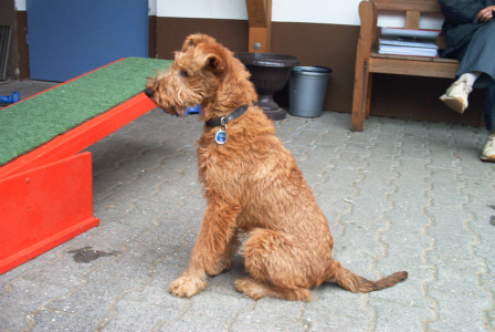 Irish Terrier