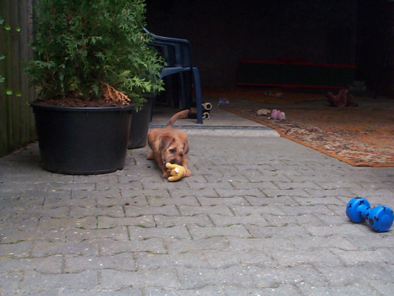 Irish Terrier
