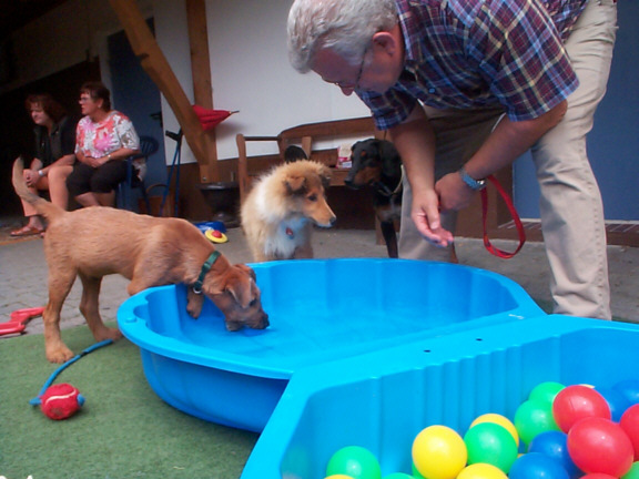 Irish Terrier
