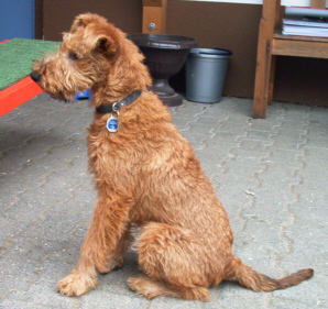 Irish Terrier
