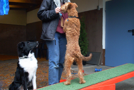 Irish Terrier