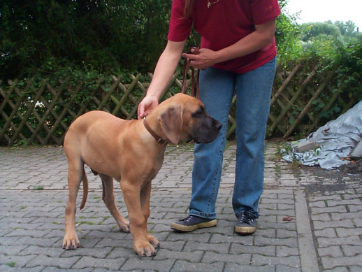 Die Deutsche Dogge
