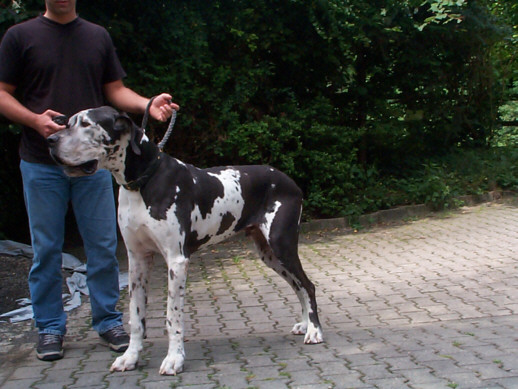 Die Deutsche Dogge