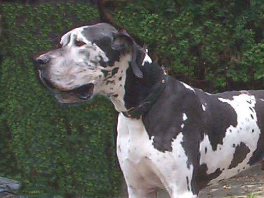 Die Deutsche Dogge