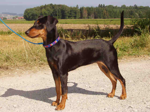 Der Deutsche Pinscher