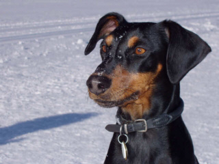 Der Deutsche Pinscher