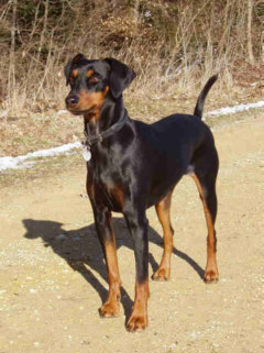 Der Deutsche Pinscher