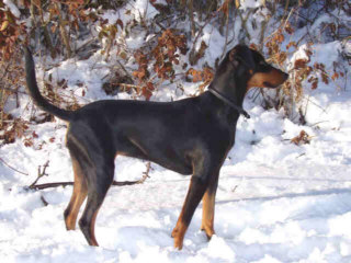 Der Deutsche Pinscher