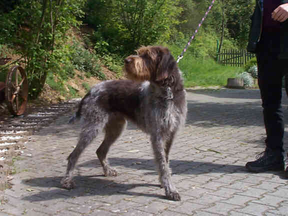 Der Deutsch Stichelhaar