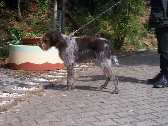 Der Deutsch Stichelhaar