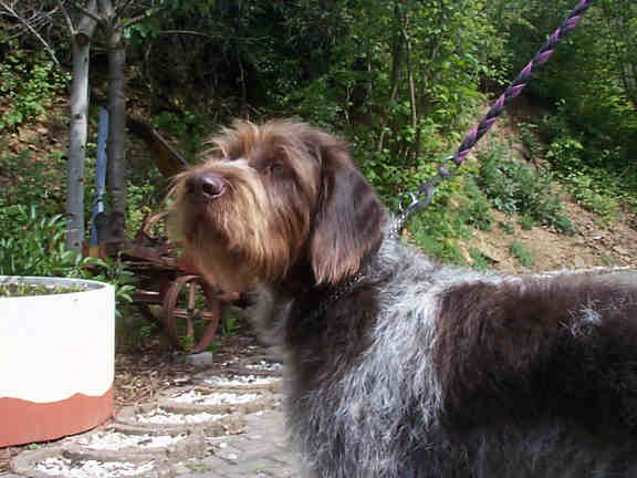 Der Deutsch Stichelhaar