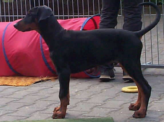 Dobermann