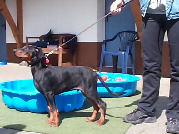 Dobermann