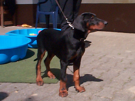Dobermann
