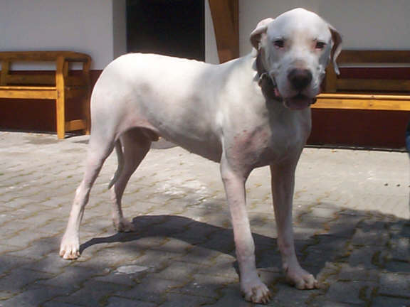 Der Dogo Argentino