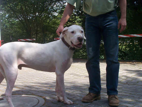 Der Dogo Argentino