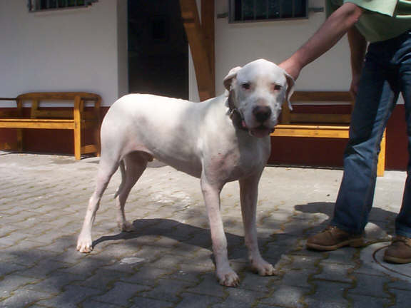 Der Dogo Argentino