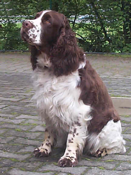Der English Springer Spaniel