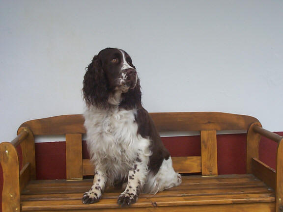 Der English Springer Spaniel