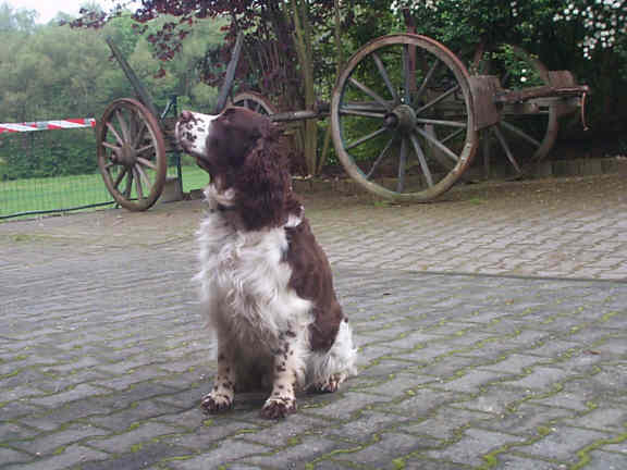 Der English Springer Spaniel