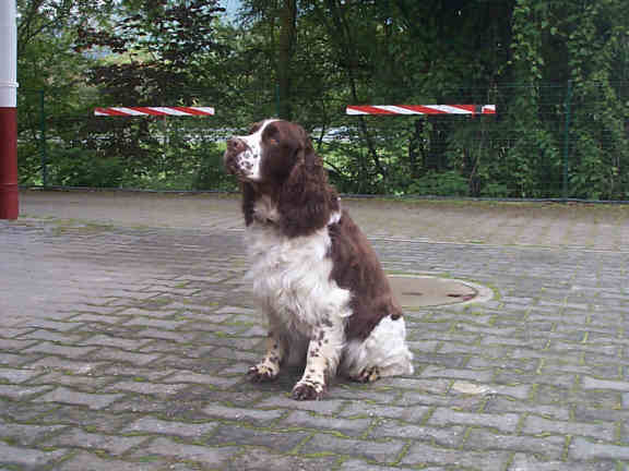 Der English Springer Spaniel