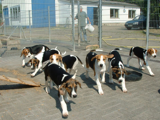 Der English Foxhound
