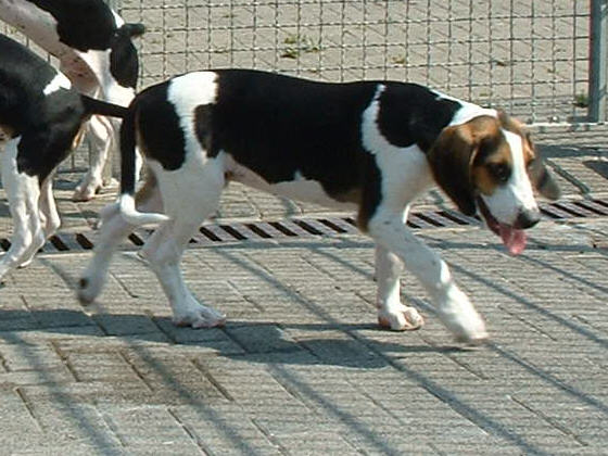 Der English Foxhound